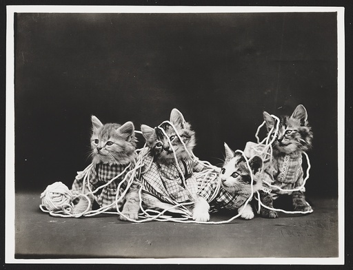 Baby Cat Permissions